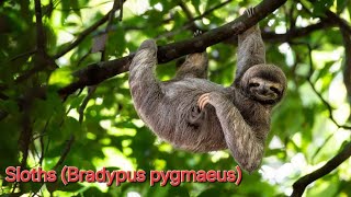 Sloths Animal The Life of Sloths Nature’s Slowest Marvel nature animals wildlife [upl. by Otsedom]