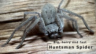 Huntsman Spider  Big Hairy and Fast [upl. by Aleris]