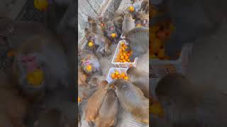 Monkeys eat crispy persimmon monkeys [upl. by Nonnerb]