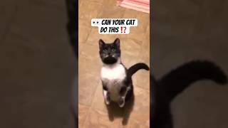 How to teach your cat TRICKS 🪄 catshorts shortsfeed tricks [upl. by Won]