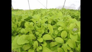 PLANTING HYDROPONIC ARUGULA From Start to Finish [upl. by Hannis]