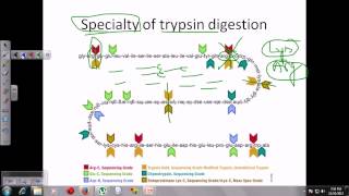 Trypsin digestion [upl. by Rosdniw]