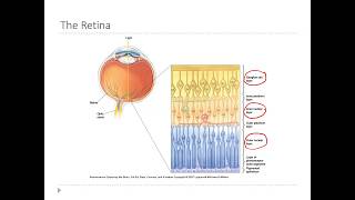 OSSM Neuro Chapter 9  Layers of the Retina [upl. by Aniles]