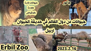 حديقة الحيوان  حديقة الحيوانات في اربيل حيوانات مهددة بالانقراض [upl. by Eidderf935]