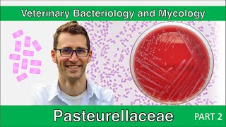 Pasteurellaceae Part 2  Veterinary Bacteriology and Mycology [upl. by Findley17]