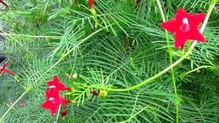 Cypress Vine Ipomoea quamoclit Lisas Landscape amp Design quotPlant Pick of the Dayquot [upl. by Reagan]