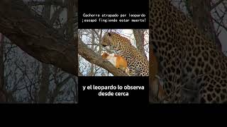 Cachorro atrapado por leopardo ¡escapó fingiendo estar muerto perro historiasreales perros [upl. by Doble]