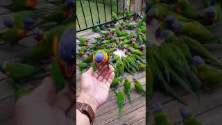 Lorikeet Mayhem 🤪🦜🦜🦜🦜🦜🦜🦜 [upl. by Shem956]