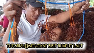 TUTORIALMengikat bibit rumput laut Cottonii [upl. by Salvay]