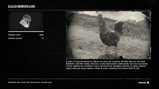 Red Dead Redemption 2  Where to find a Dominique Rooster [upl. by Adlai669]