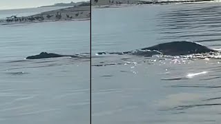 WATCH Mystery creature spotted by boat captain leaves viewers guessing [upl. by Clemente92]