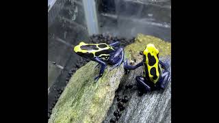 仲良く ヤドクガエル Dendrobates tinctorius Azureus  POISON DART FROG shorts shortsvideo shortsfeed [upl. by Asiuol]