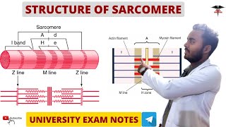 Sarcomere  Skeleton muscle  Muscle physiology [upl. by Anyt]