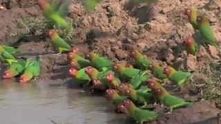 Kaingo Camp Walking Safari  South Luangwa National Park  Zambia  Expert Africa [upl. by Annael]