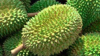 Durian Season in Singapore [upl. by Akira105]