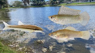 Restocking my pond after deadly ammonia spike [upl. by Kernan]