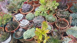 Tour por mis cactus echeverias y suculentas con nombres  Parte 1 [upl. by Oniluap]