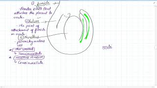 The Megasporangium Sexual Reproduction In Flowering Plants Class 12 [upl. by Jarus]