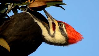 Pileated woodpecker call loud sounds as eating seeds [upl. by Scarlett742]