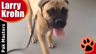 First ECollar Session with 6 month old BullMastiff puppy training [upl. by Kelby]