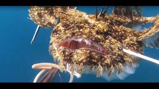 Chasse sous marine Baudroie Lotte 43 kilos et Sparidés [upl. by Horten]