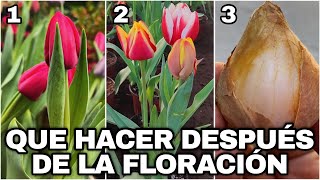 Tulipán Holandés POR QUÉ SE SECA y Qué Hacer DESPUÉS De La FLORACIÓN TULIPA [upl. by Kletter507]