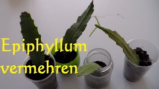 Kaktus Epiphyllum vermehren Ableger Steckling bewurzeln  Blattkaktus vermehren [upl. by Nigam]