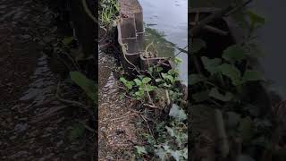 This starts to feel like a problem Arriving at Rickmansworth britishwaterways grandunioncanal [upl. by Akinehc]