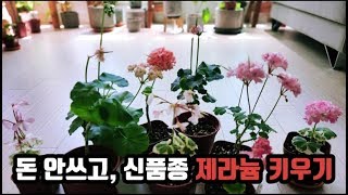 돈 안쓰고 신품종 제라늄 키우기  제라늄 번식하기  geranium seeds  gardening tips  grow pelargonium [upl. by Toulon]