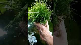 hairgrass japan aka eleocharis sp aquascape carpetplant aquaticplant guppyfish [upl. by Kristen]