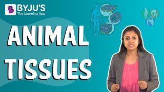 Animal Tissues [upl. by Astred]