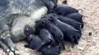 American Guinea Hogs AGH Snack time for Pigeons babies [upl. by Ahseki]