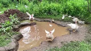 Muscovy ducks mating in crowded pond [upl. by Mchale]