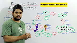 Fungus Like Protists  Plasmodial Slime Mold  Myxomycota [upl. by Anestassia]