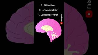 Repasa fisiología Endocrina  Preguntas y respuestas de la fisiología del sistema endocrino [upl. by Nahshu866]