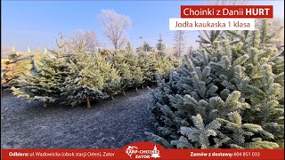 Żywe choinki z Danii HURT  jodła kaukaska cięta doniczkowa 1 KLASA [upl. by Rialb659]