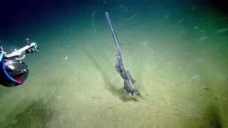 Stunning Siphonophore  Nautilus Live [upl. by Enirual]