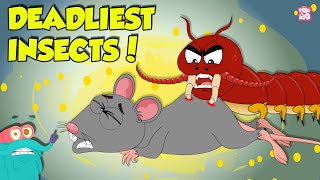 Deadliest Insects in the World  Centipede vs Earwig  Dangerous Insects amp Bugs  Dr Binocs Show [upl. by Anagrom]