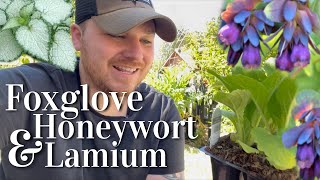 Planting Foxglove honeywort amp lamium 🌱🌸  gardening howtoplant [upl. by Aicnelav]