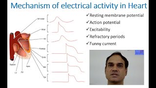 Mechanism of electrical activity in heart [upl. by Roleat]