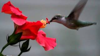 Hummingbird eating from a flower [upl. by Eikin]