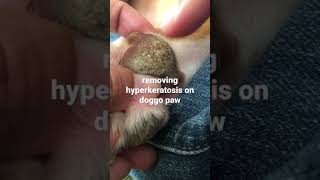 hyperkeratosis on dog’s paw 🐾 please subscribe ❤️❤️❤️ [upl. by Natlus106]