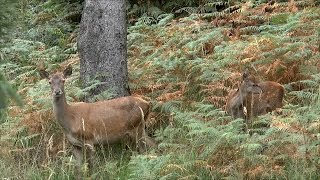 Hirsch tot  Rotwildjagd im Oktober nach der Brunft  Hirschabschuss  jagenNRW [upl. by Westmoreland]