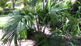 Howea belmoreana Palm [upl. by Soulier]