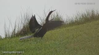 Anhinga Spreads Wings Takes Off Over Water – Sept 20 2022 [upl. by Desi]