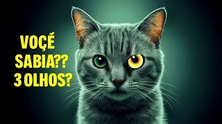 você sabia que os gatos tem 3 olhos [upl. by Snave1]