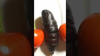 Huge Pupae of Hawkmoths Sphingidae amp Saturniidae Chernigiv Ukraine 06072022 [upl. by Muryh]