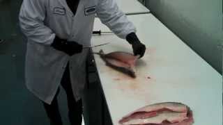 HOUSECUT certified  Lake Huron Whitefish fillet [upl. by Kcirdahs]