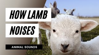 The Animal Sounds How Lamb Noises  Sound Effect  Animation [upl. by Mariande]