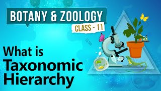 What Is Taxonomic Hierarchy  Diversity in Organisms  Biology Class 11 [upl. by Olive]